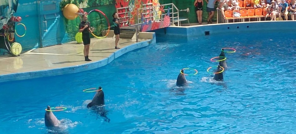 Геленджикский дельфинарий - компания Приморье, Геленджик
